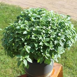 250 Samen griechischer Basilikum – buschiger Wuchs, gutes Aroma -