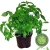 Basilikum Pflanze, Frische Küchenkräuter (Basilikum Ocimum basilicum) -